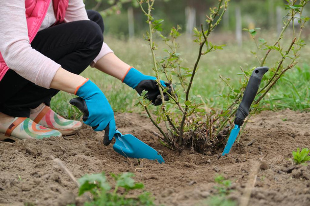 Spring gardening, female gardener wearing gloves with garden tools and soil under rose bush - Foto, Imagem