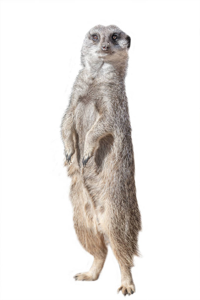 Retrato de suricate juguetón y curioso (suricate) aislado en w
 - Foto, Imagen