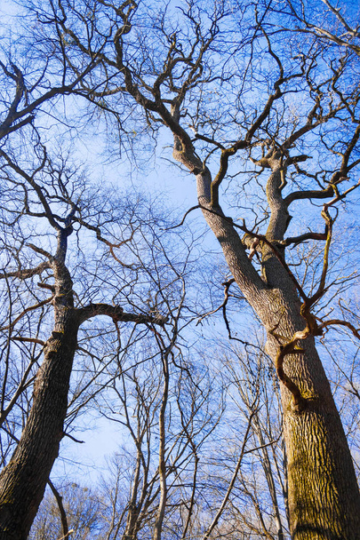Big old oak trees without foliage against blue sky background - Fotó, kép