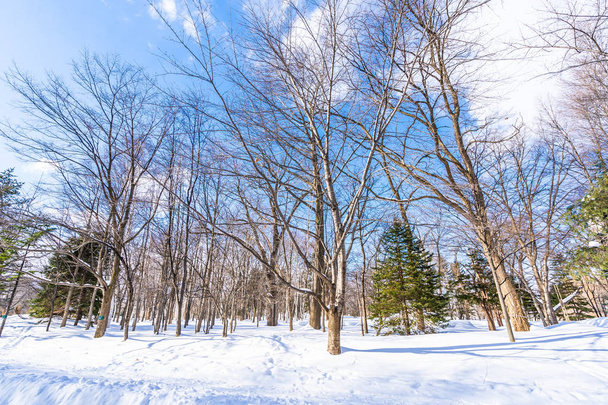 Beautiful landscape with tree in snow winter season for travel at Hokkaido Japan - Photo, Image