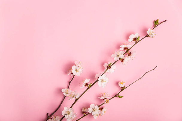Blooming spring branches of trees on a bright pink background - Fotografie, Obrázek