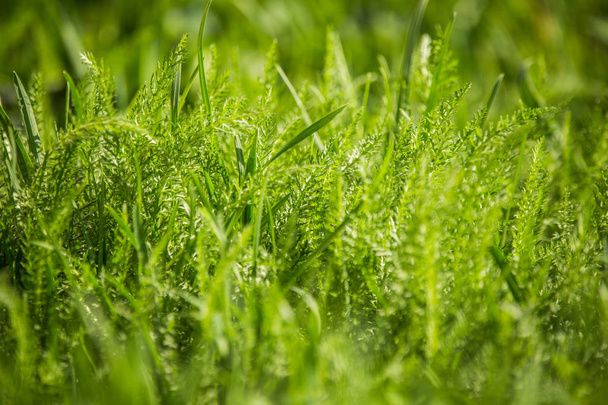 Belle herbe verte et fraîche au printemps. Herbe de jardin par une journée ensoleillée. Gros plan d'une herbe
. - Photo, image