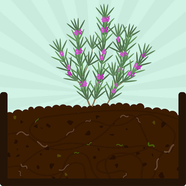 Pflanzung von Rosmarinbäumen mit Blumen. Kompostierungsprozess mit organischen Stoffen, Mikroorganismen und Regenwürmern. Herabfallendes Laub auf dem Boden. - Vektor, Bild