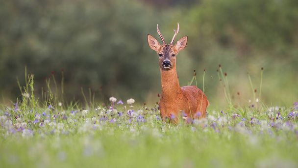 Roe deer buck with green blurred background for copy - Photo, Image