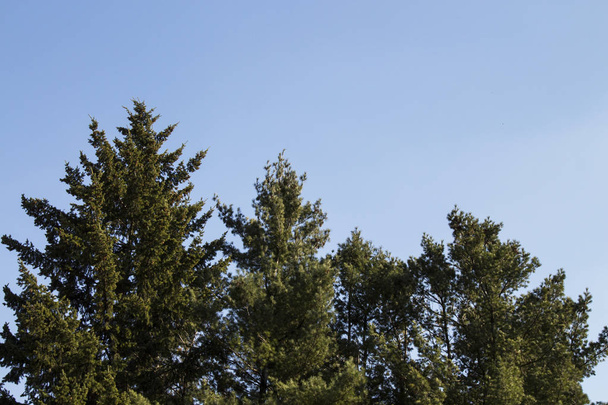 pine tree in a city Park on a background of blue sky. Spring time - Foto, afbeelding
