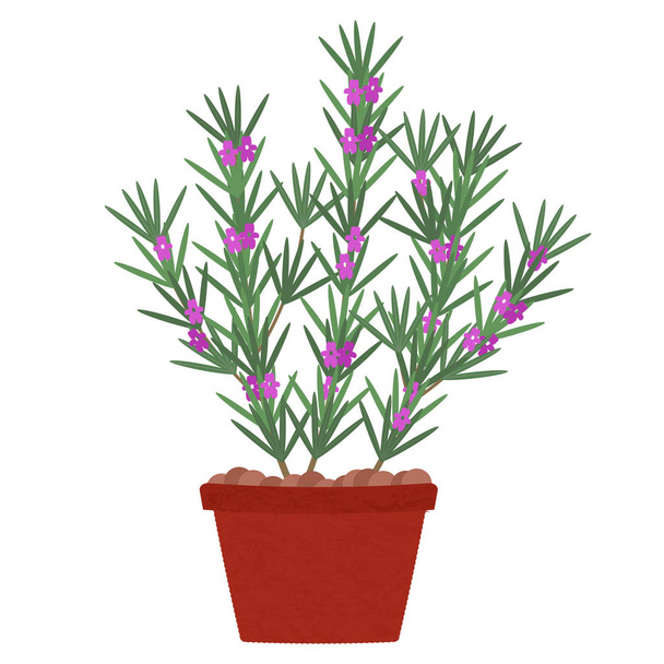 Rosemary tree with flowers in clay pot. Isolated. White background. - Vector, Image