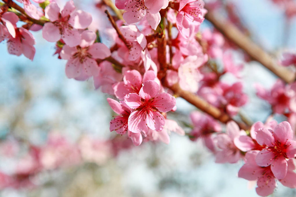 роскошные персиковые цветы весной
 - Фото, изображение