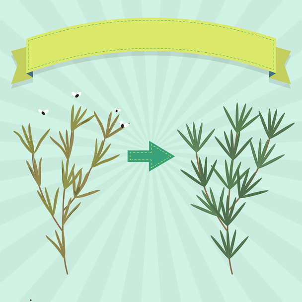 Rotten and dried rosemary with flies and fresh rosemary branch. Blank ribbon for insert text. - Vector, Image