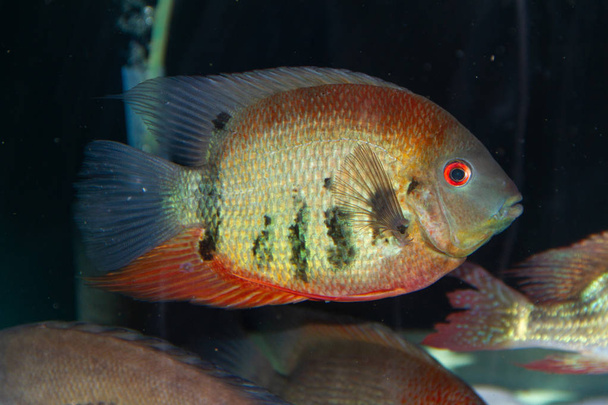 Červené rameno Severum (heros efasciatus) nádherné okrasné ryby z Amazonu - Fotografie, Obrázek