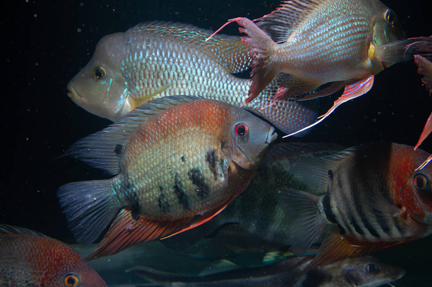 Ombro Vermelho Severum (Heros efasciatus) belo peixe ornamental da Amazônia
 - Foto, Imagem
