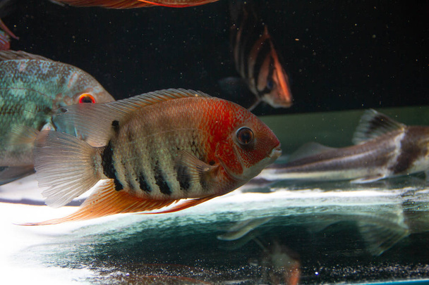 Épaule rouge Severum (Heros efasciatus) beau poisson d'ornement d'Amazonie
 - Photo, image