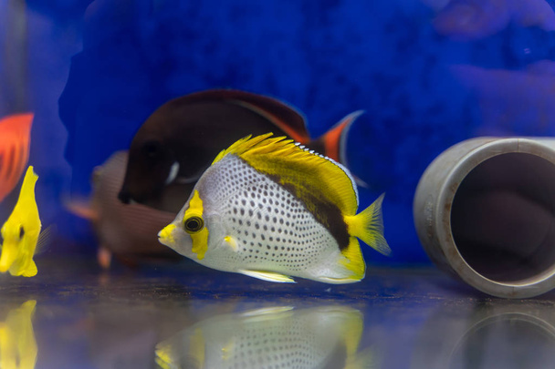 Declivis Butterflyfish (Chaetodon declivis) marine fish from Lines Islands, Central Pacific - Photo, Image