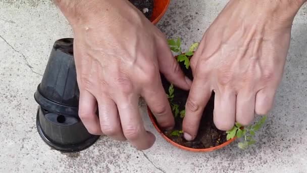 Man gardening - Video, Çekim