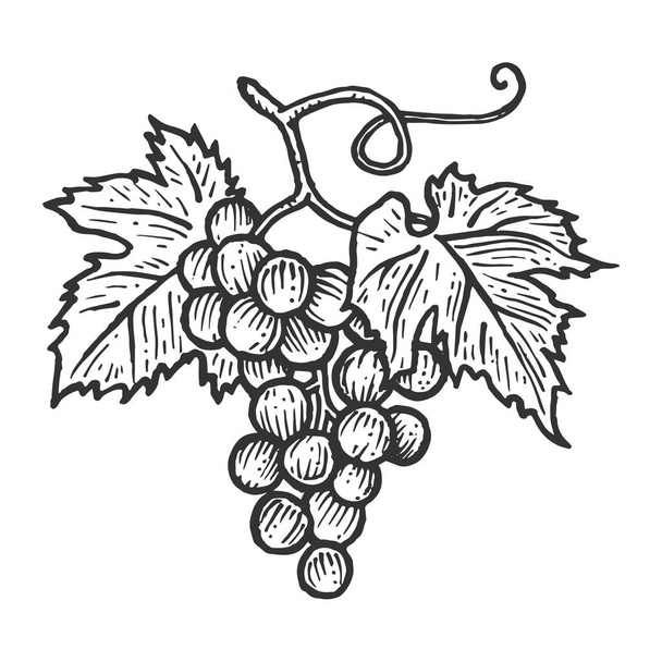 Bunch of grapes with leaves sketch engraving vector illustration. Scratch board style imitation. Hand drawn image. - Vector, Image