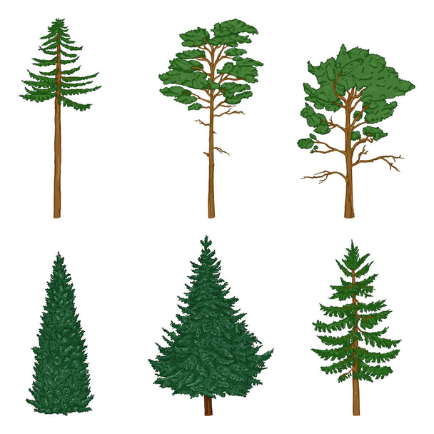 Conjunto de vectores de árboles de alfileres de dibujos animados, cedro, abeto
. - Vector, Imagen