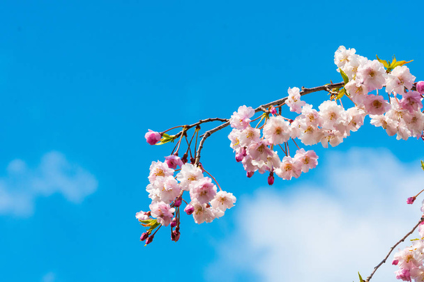 Belle fleur de cerisier sakura au printemps  - Photo, image
