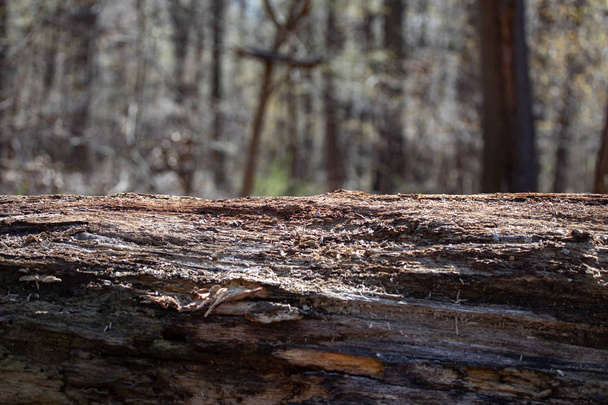Foresta decadere Outlook solitudine solitario caduto solitario albero ceppo sfondo naturale - Foto, immagini