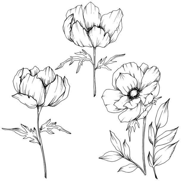 Vector Anemone floral botanical flowers. Black and white engraved ink art. Isolated anemone illustration element. - Вектор,изображение