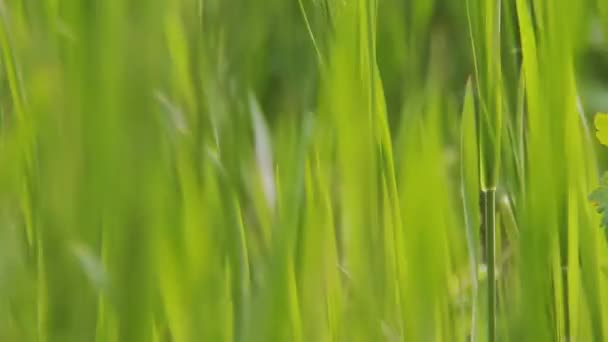 新鮮な緑の若い草のマクロショット。低い角度から撮影 - 映像、動画