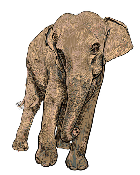 Azië olifant - Vector, afbeelding