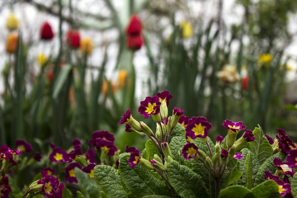 Red-crimson primrose blooms in the garden. Bright spring flower  - Photo, Image