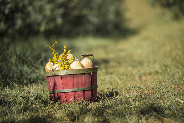 Pommes vertes fraîches récoltées dans un seau en bois dans un verger herbeux
 - Photo, image