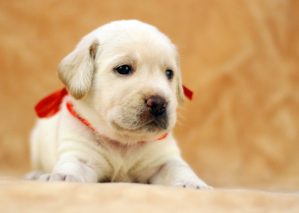 yellow labrador puppy - Photo, Image