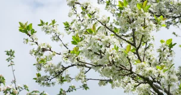 Flor de cereza. Flores blancas en el árbol. Naturaleza de primavera
 - Metraje, vídeo