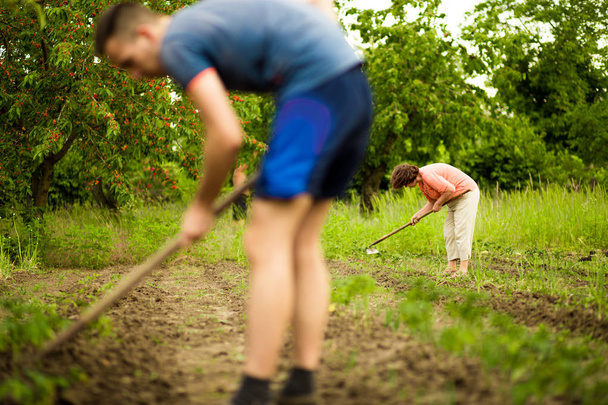 Мужчина и женщина, рытье и лопата в саду весеннее время
 - Фото, изображение