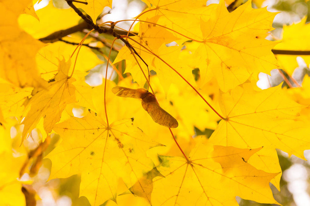 otoño diseño amarillo arce hojas translúcido sol primer plano fondo brillante flora
 - Foto, imagen