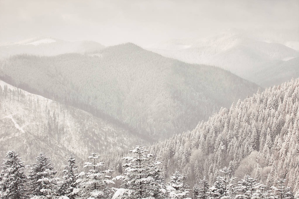 Kaunis talvi Karpaattien vuoret Majestic talvi treet
 - Valokuva, kuva