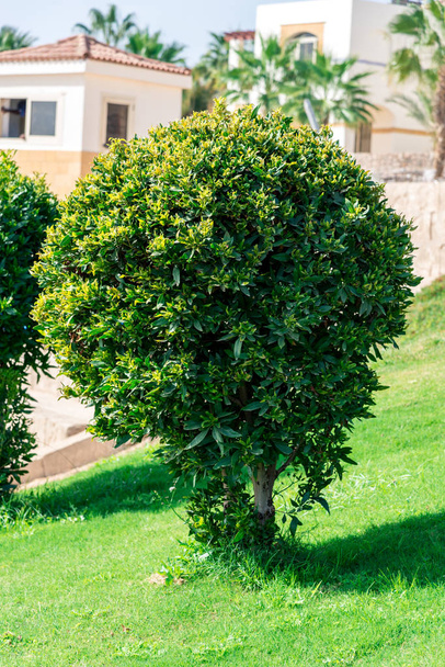 Přírodní pozadí, kulaté zelené keře rostou na zeleném trávníku - Fotografie, Obrázek