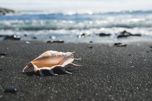 big seashell spider conch (lambis truncata) on black sand shore - Photo, Image