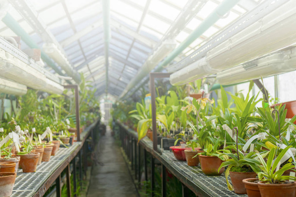 Plantas tropicales ornamentales en el invernadero
 - Foto, imagen