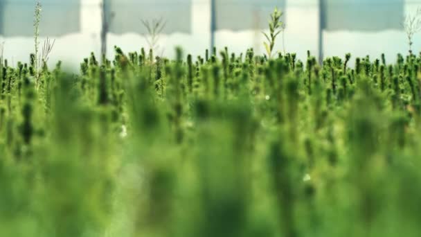 Sadzenie młodych sadzonek sosny do reprodukcji lasów. Sosny rosnące - Materiał filmowy, wideo
