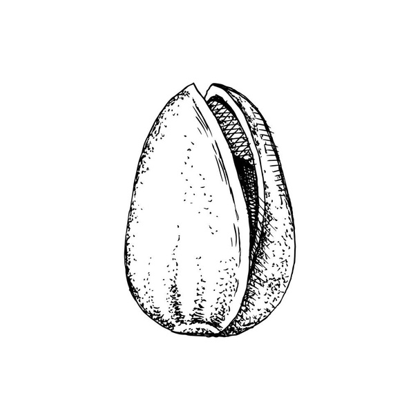 Hand drawn pistachio nut in a shell - Vektor, obrázek