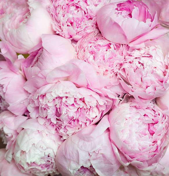 Im Hintergrund blühen rosa Pfingstrosen. Blumen - Foto, Bild
