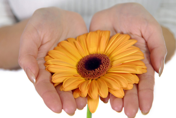 Woman's hands holding orange flower - Zdjęcie, obraz