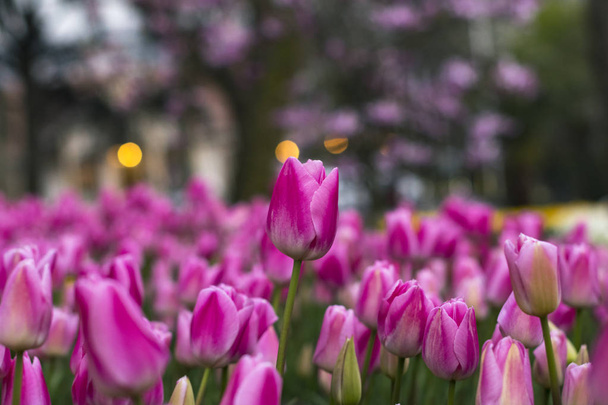 Velden waarop Bloom roze en paarse tulpen. Tulpen veld. Veld met roze en paarse tulpen. - Foto, afbeelding