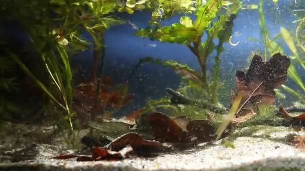 Sumec kanálů, Ictalurus punctatus, nebezpečný invazivní sladkovodní predlovec v evropském akváriu biotop, biotické video záběry - Záběry, video