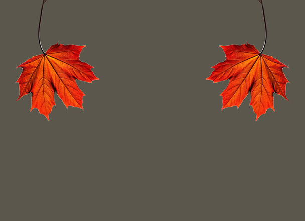 Two red maple tree leaves hanging on the top side of khaki background - Photo, Image