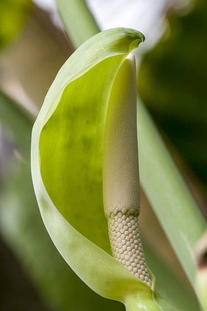 White flower of Heart Leaf Philodendron. philodendron - 写真・画像