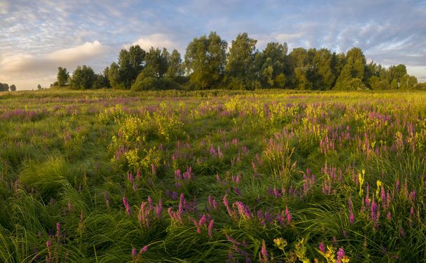 flowers in the meadow in the morning - Zdjęcie, obraz