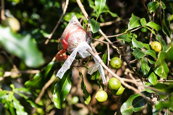 Пересадка ореховой ветви макадамии, размножение растений; сельскохозяйственная техника
 - Фото, изображение