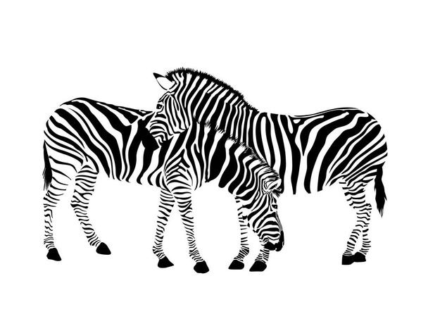 Пара зебр стоїть. Дика тваринна текстура. Засмучені чорно-білі. Візуальне зображення на білому тлі. - Вектор, зображення