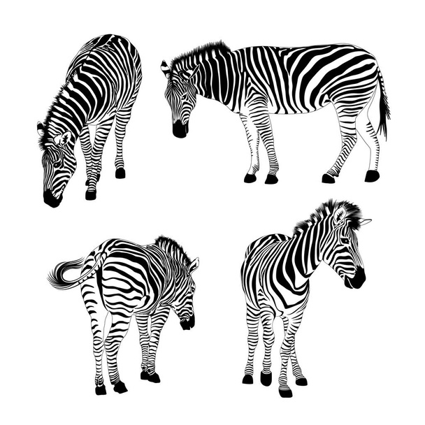 Set of zebras. Wild animal texture. Striped black and white. Vector illustration isolated on white background. - Vektor, Bild