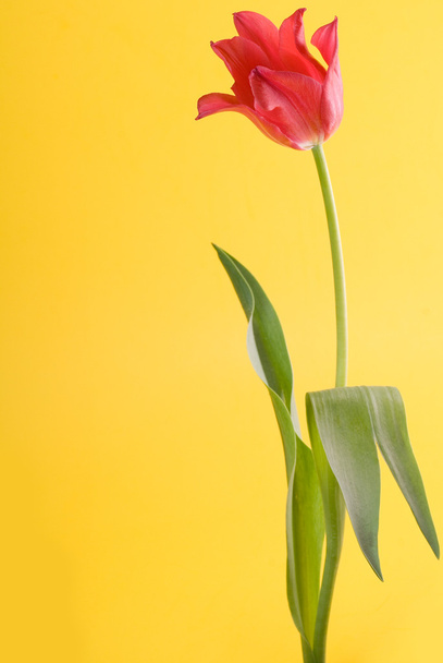Red tulip close up - 写真・画像