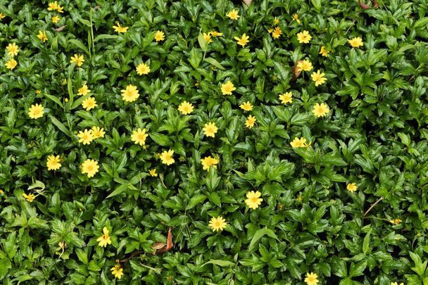 Pequeas flores amarillas en grama verde en extérieur de parque - Photo, image