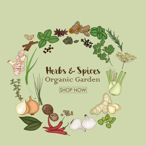 Spices and herbs for a shop of organic garden - Vector, Image
