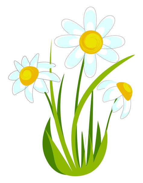Drawing of a beautiful chamomile  - Vector, imagen